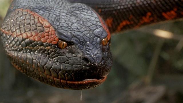 Anaconda Reboot: Jack Black and Paul Rudd Star in Meta Movie