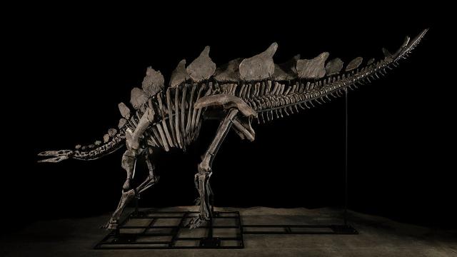 Dinosaurus Skelet Vestigt Veilingrecord