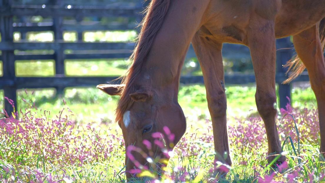 Grass Wonder: Umamusume Pretty Derby Fans Grieve Champion's Loss