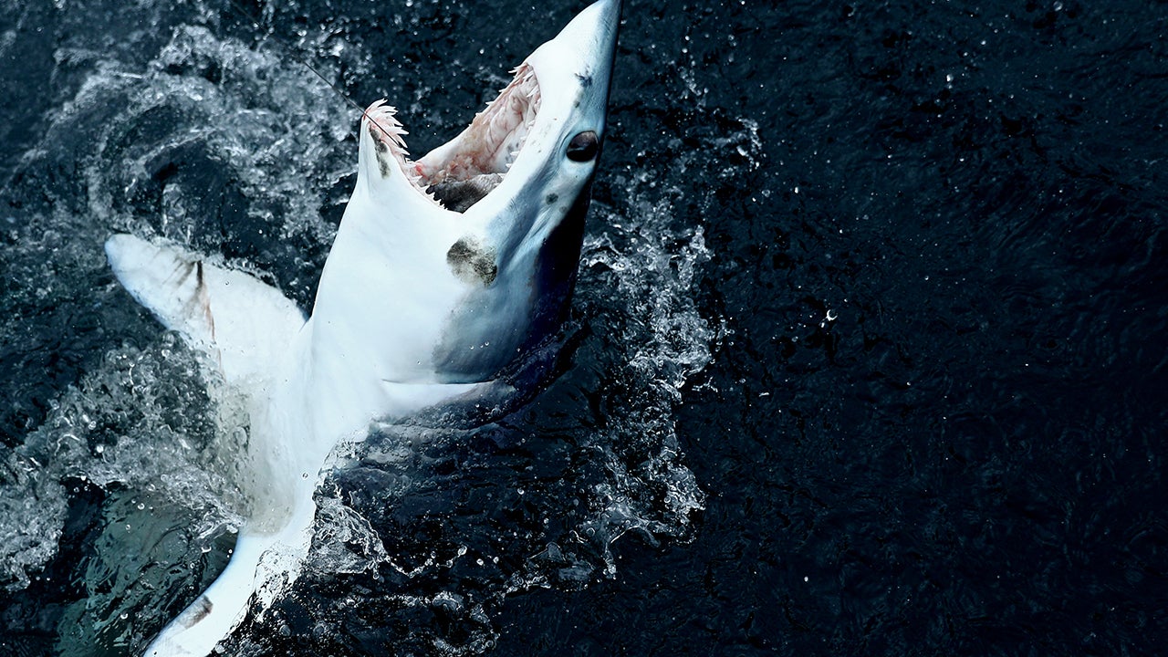 New study hints giant Megalodons were sleeker