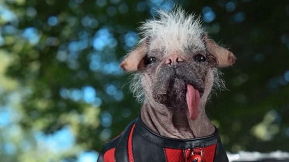 Ryan Reynolds Confirms Deadpool 3 and Dogpool for Summer 2024