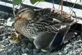 CD Projekt Red's unique duck story and sustainable office environment