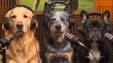 Warner Bros. and the AI dog podcast: controversial promotion for 'The End of Oak Street'