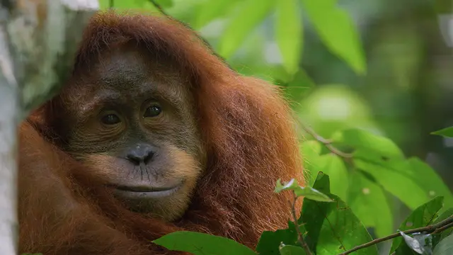 Disney and National Geographic help us 'Step Into Wonder' and make a difference for our planet