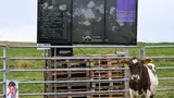 EVE Online: cow plays and connects players via Twitch