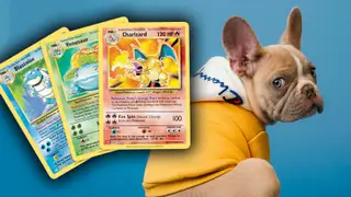 Dog breeders trade puppies for Pokémon cards: an ethical debate